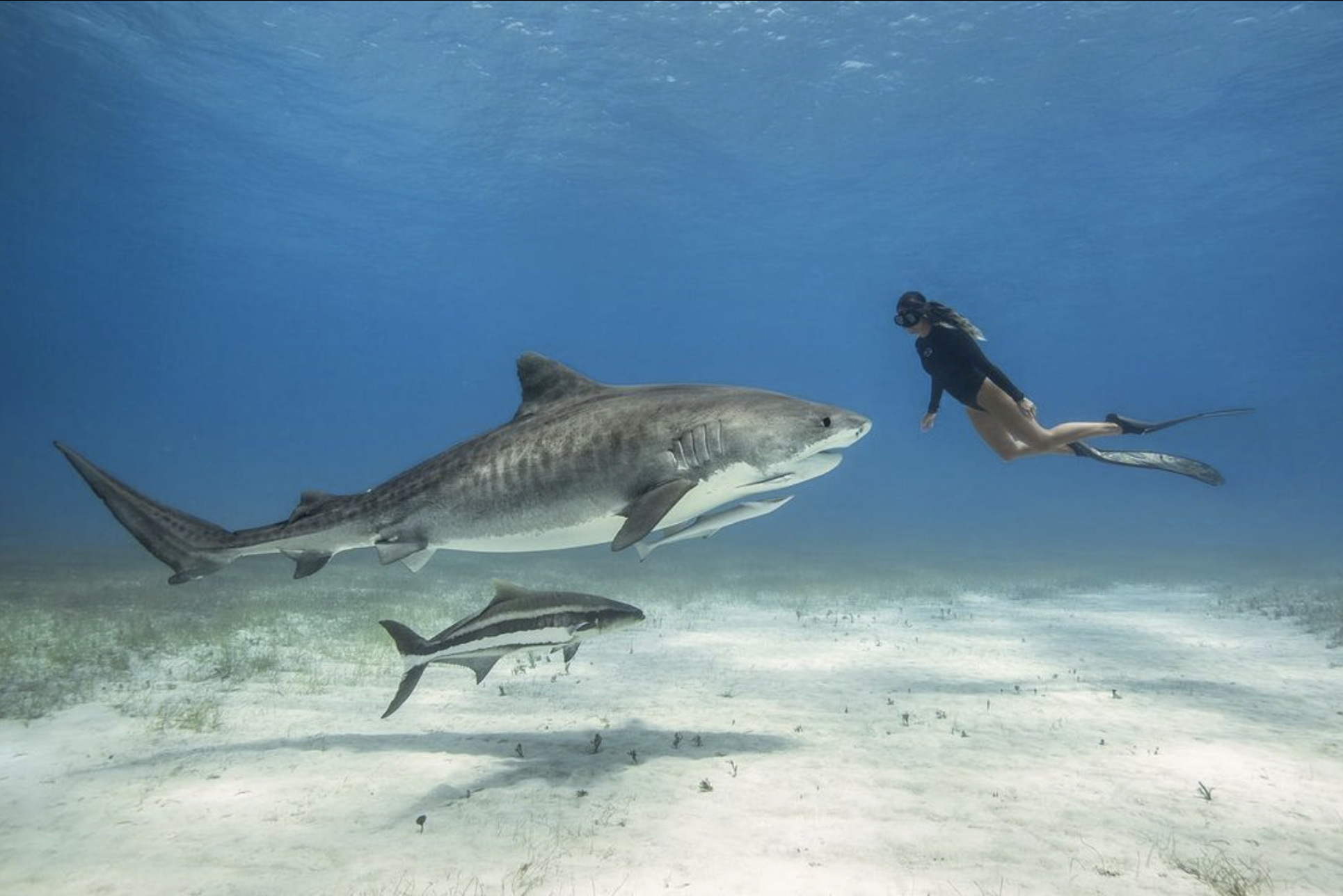 Steph Schuldt's Shark Adventure