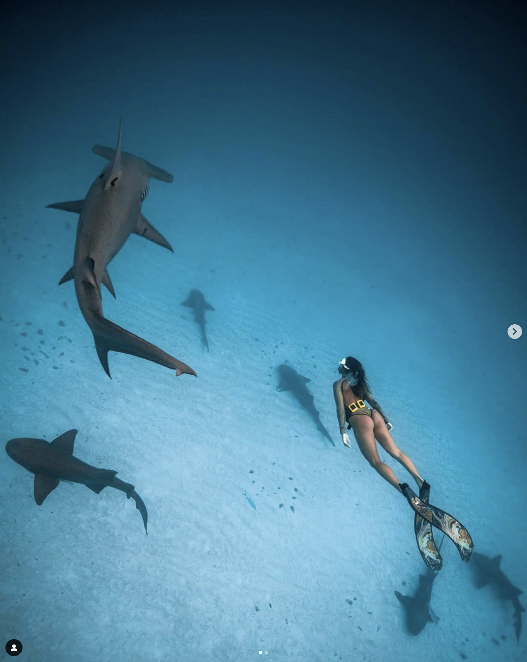 Steph Schuldt Swimming Alongside Hammerhead Shark