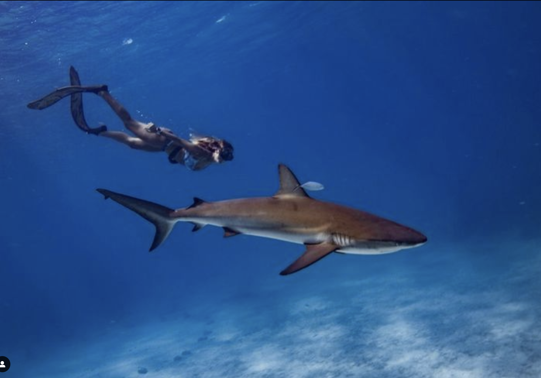 Steph Schuldt Freediving With Shark