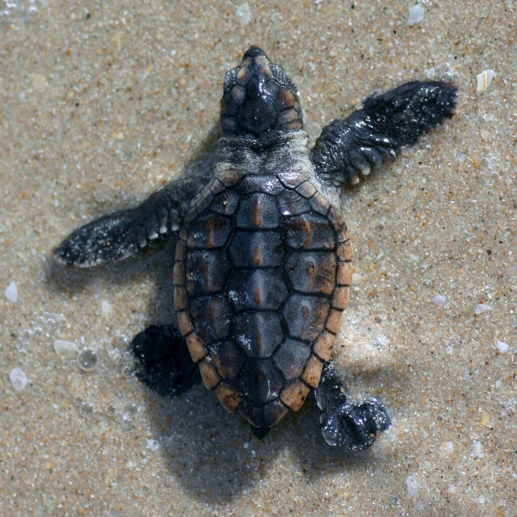 Baby sea turtle making its way back to the ocean after hatching