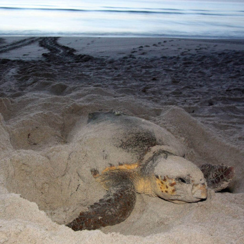 Sea turtle nesting on south Florida beach