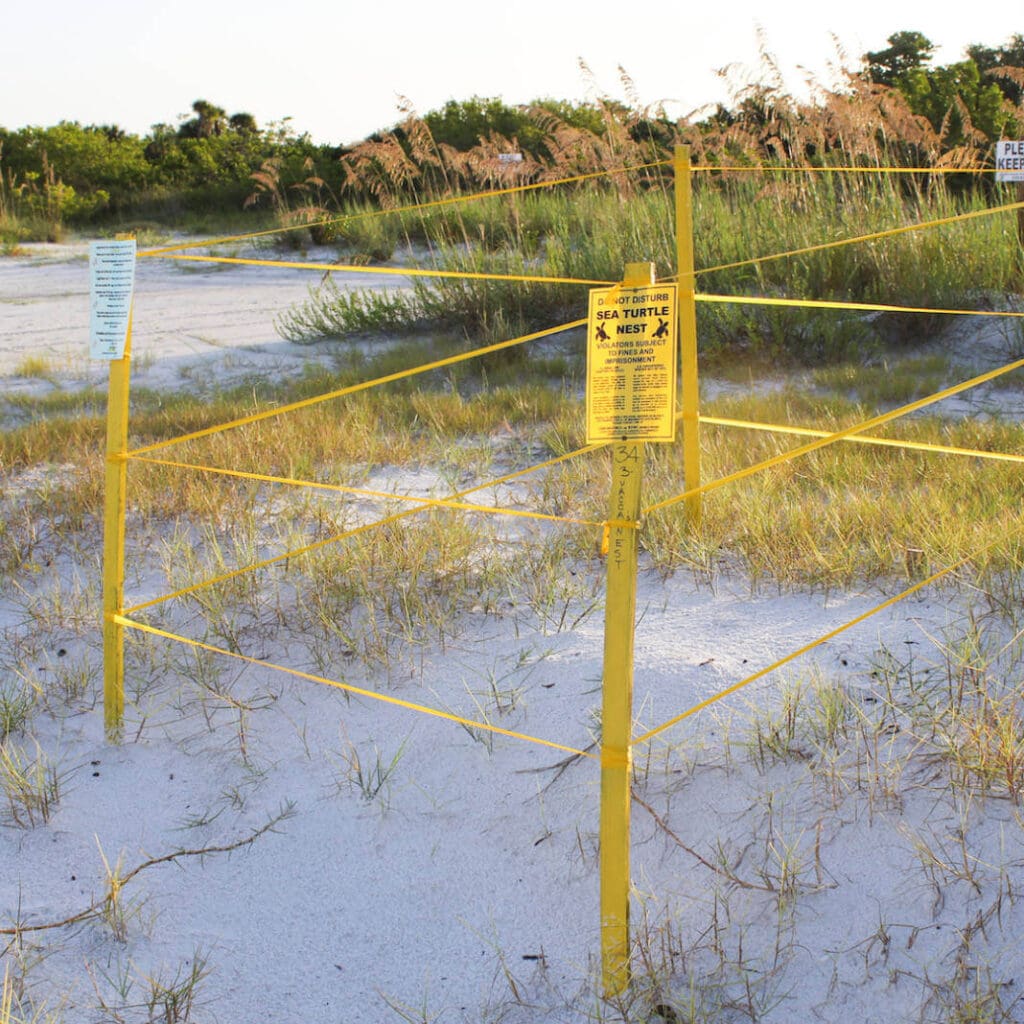 Protected turtle nest