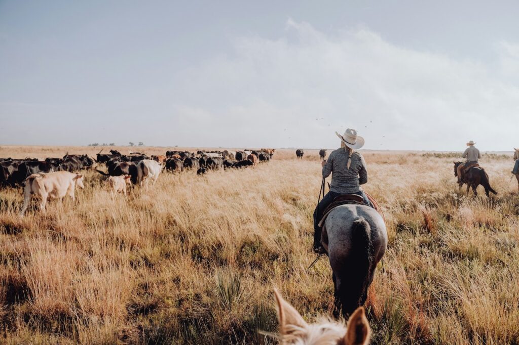 Woman on cattle drive