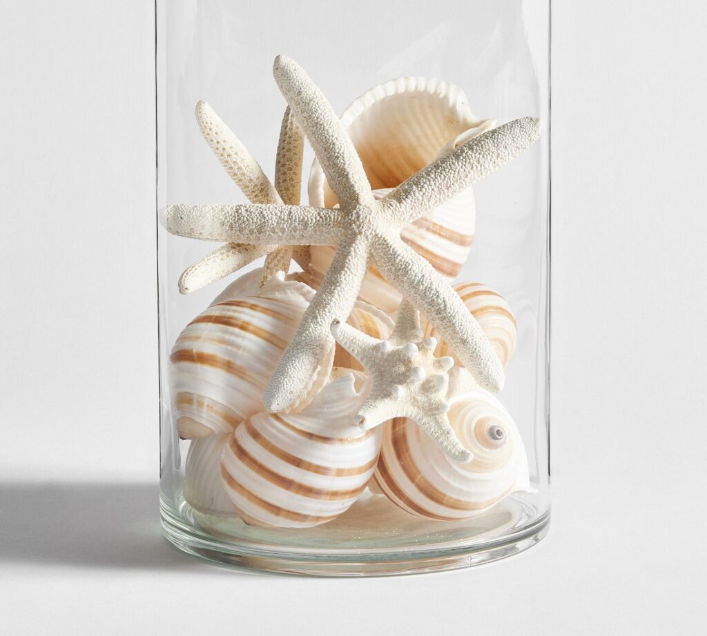 seashell vase filler