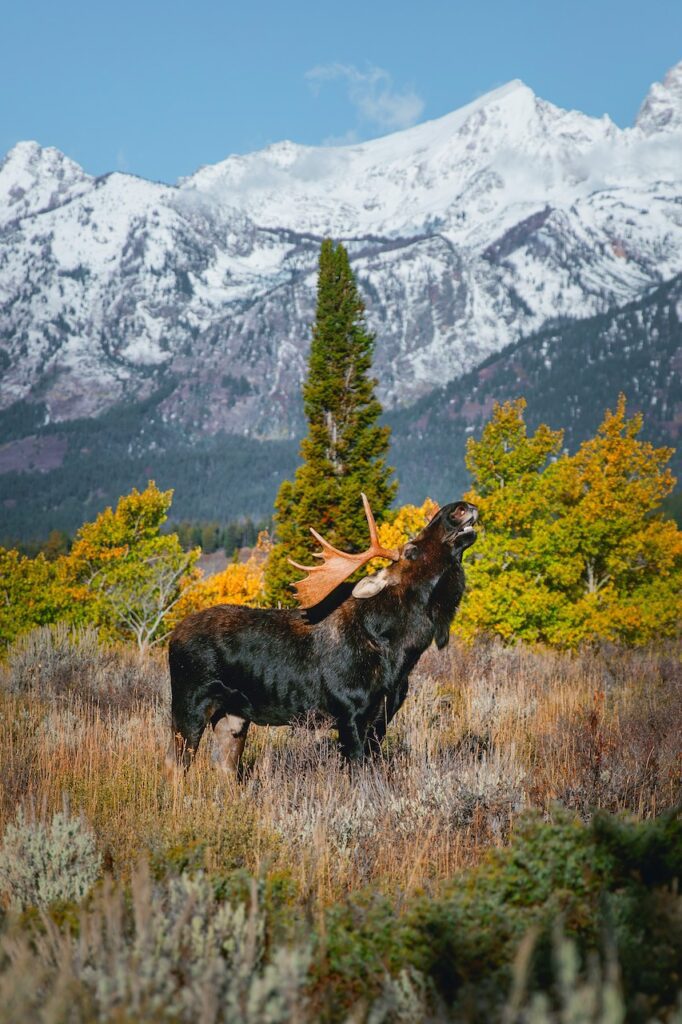 Dude ranches in Wyoming: Moose bugling with Tetons in background